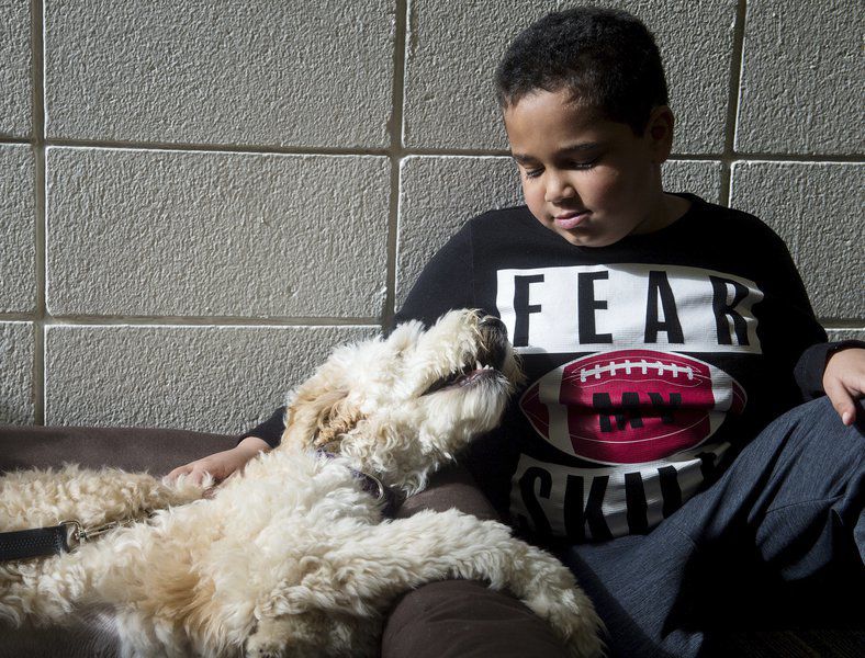 School dogs earn A+ at Royal Heights